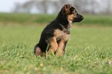 BERGER ALLEMAND 1140